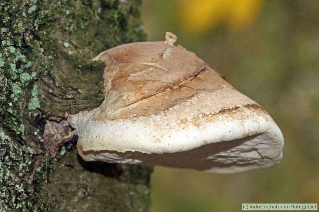 Birkenporling (Fomitopsis betulina), UNESCO-Welterbe Zollverein, 22.10.2022