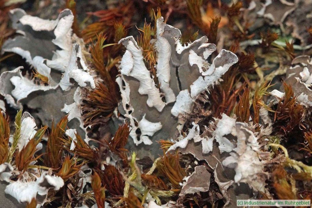 Breitlappige Schildflechte (Peltigera sp.), trockener Thalus, UNESCO-Welterbe Zollverein, 21.07.2023