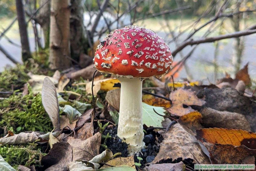 Fliegenpilz (Amanita muscaria), UNESCO-Welterbe Zollverein, 07.11.2023