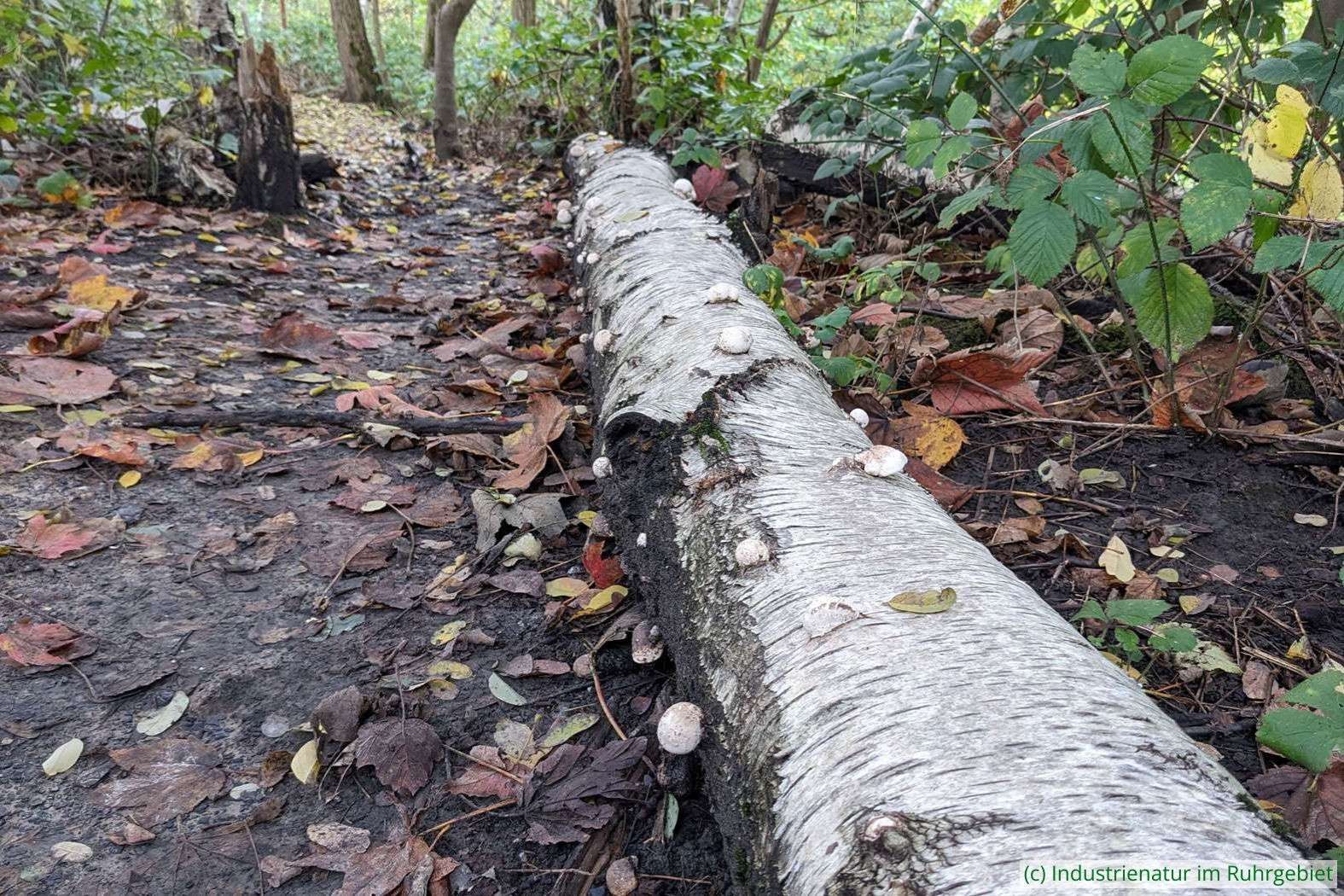Liegendes Totholz der Hänge-Birke (Betula pendula) mit jungen Fruchtkörpern des Birkenporlings (Fomitopsis betulina), UNESCO-Welterbe Zollverein, 20.10.2024
