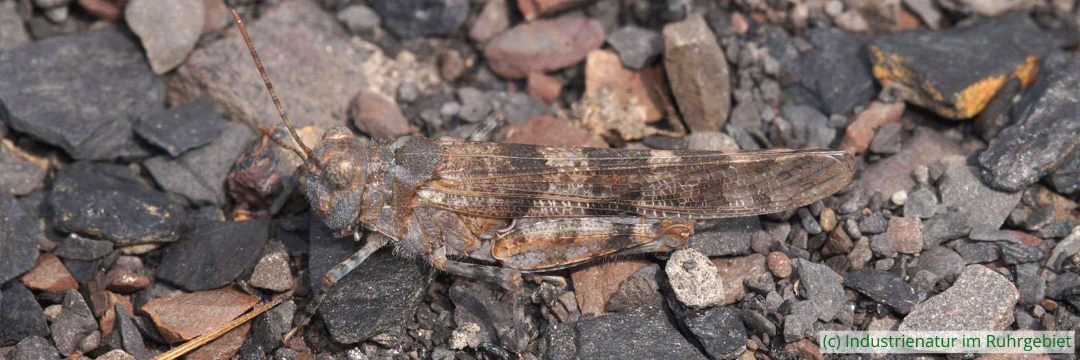 Blauflügelige Sandschrecke (Sphingonotus caerulans), Schurenbachhalde, 20.06.2022