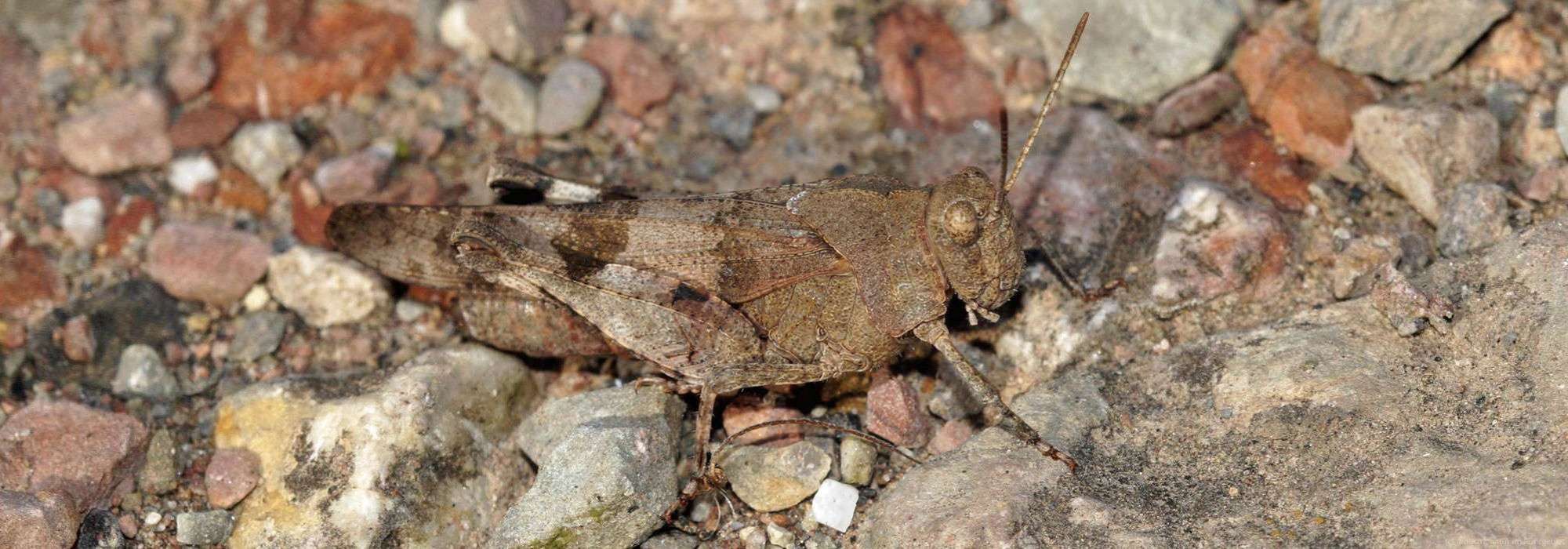 Blauflügelige Ödlandschrecke (Oedipoda caerulescens), Schurenbachhalde, 20.08.2023