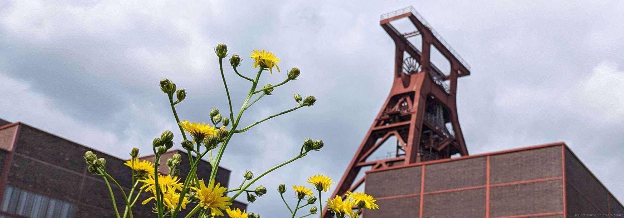 Wiesen-Pippau (Crepis biennis) vor Zollverein Schacht XII
