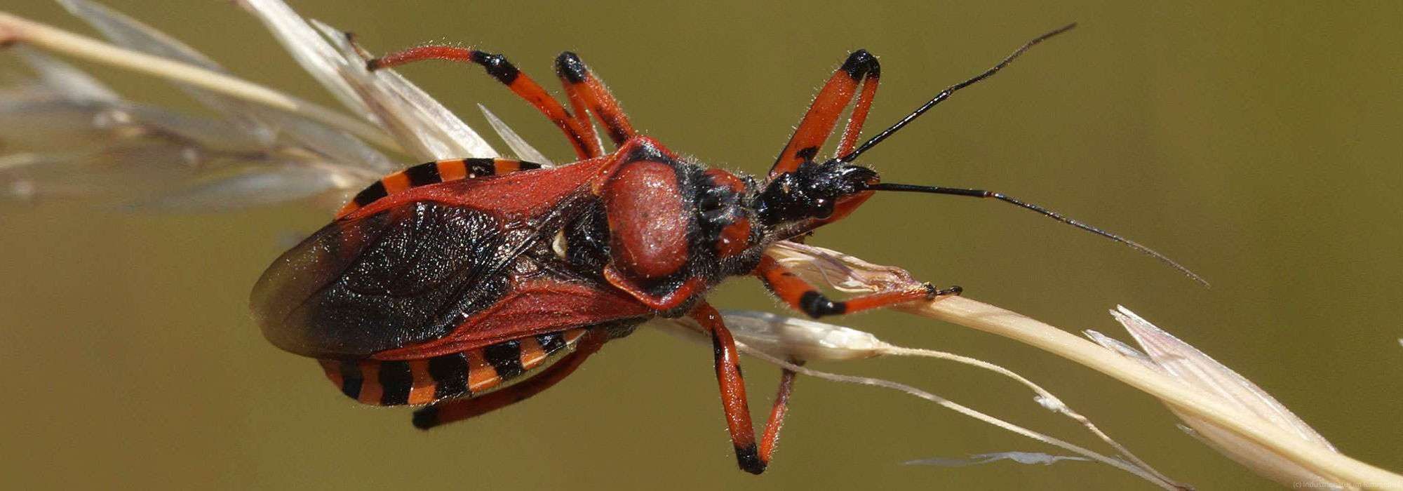 Rote Mordwanze (Rhynocoris iracundus), Halde Großes Holz, 22.06.2022
