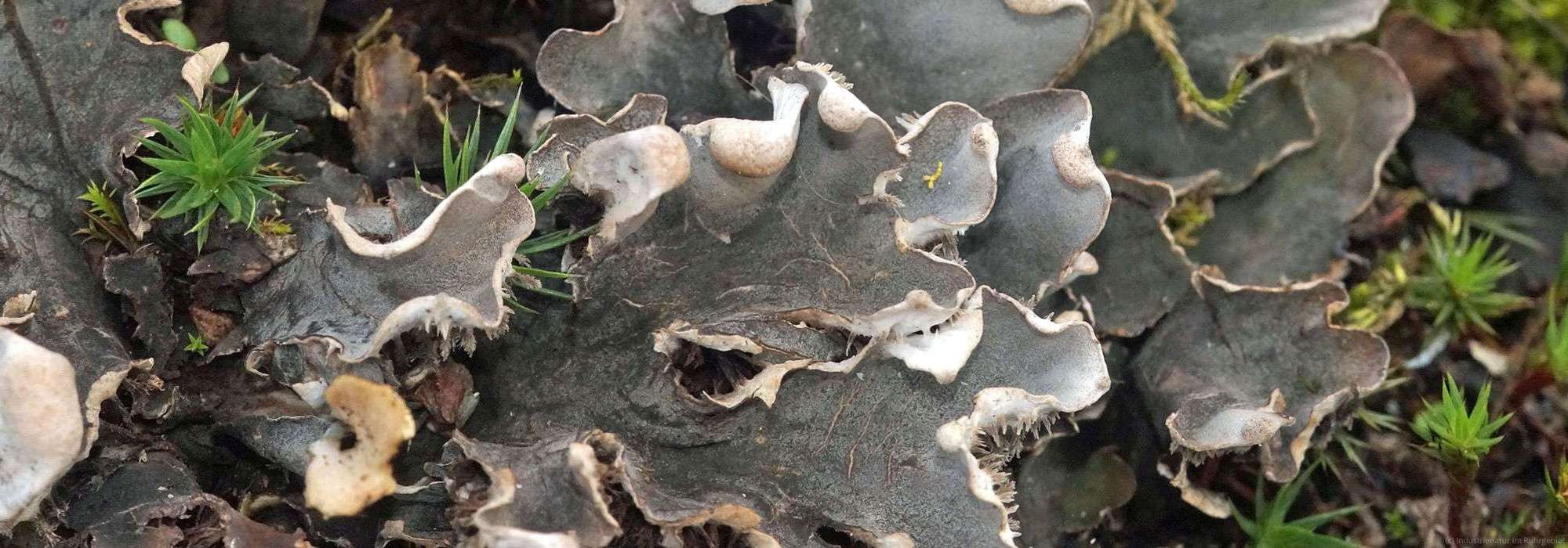 Peltigera-Flechte, Gleispark Frintrop, 23.03.2024