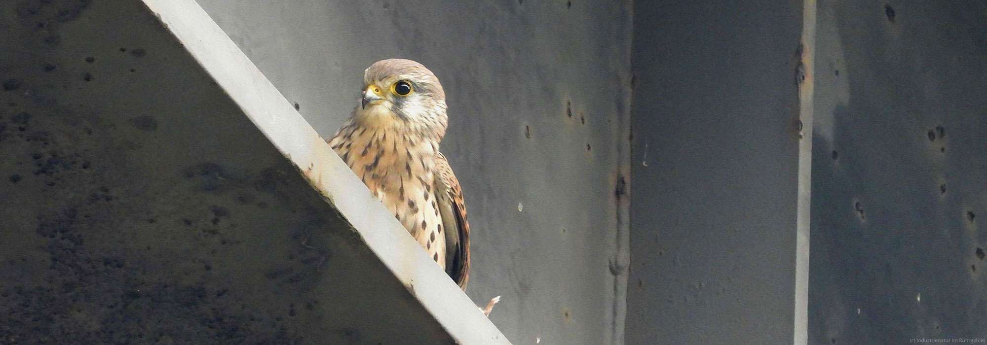 Turmfalke (Falco tinnunculus), Landschaftspark Duisburg-Nord, 09.10.2023