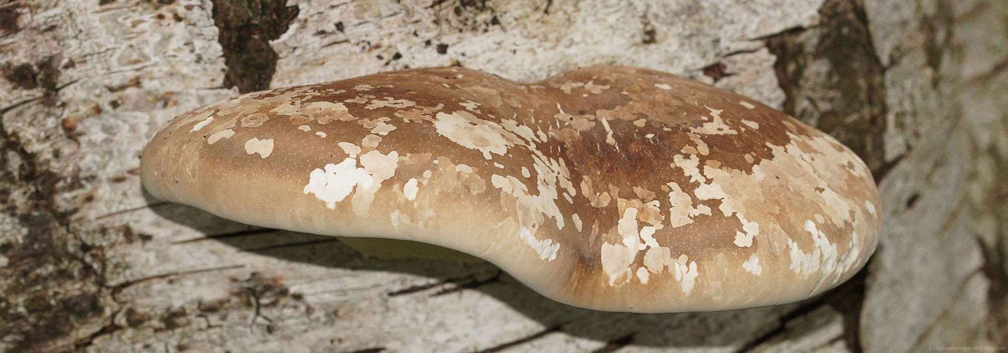 Birkenporling (Fomitopsis betulina), NSG Im Fort, 20.08.2017