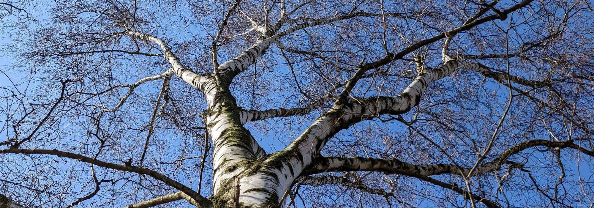 Hänge-Birke (Betula pendula), Westruper Heide, 09.03.2024