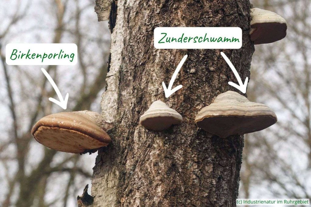 Birkenporling (Fomitopsis betulina) und Zunderschwamm (Fomes fomentarius) an derselben Hänge-Birke (Betula pendula)