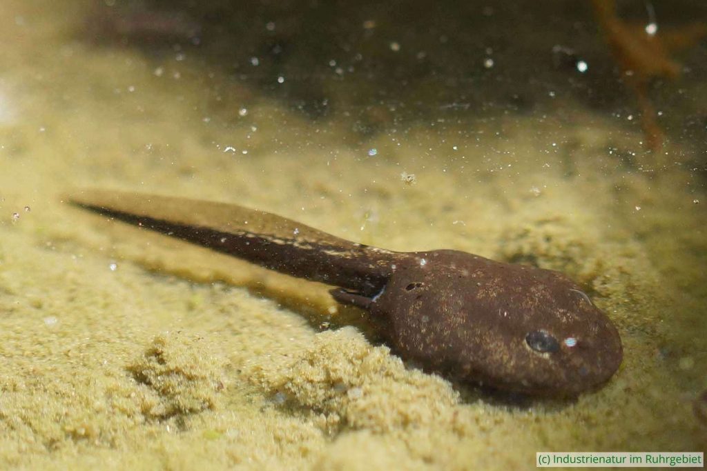 Ältere Kaulquappe der Erdkröte (Bufo bufo), Botanischer Garten Bochum, 11.06.2015