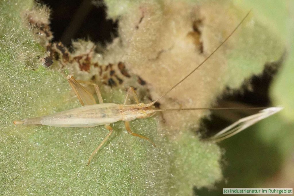 Weinhähnchen (Oecanthus pellucens), Weibchen, Brache Neue Mitte II, 23.07.2017