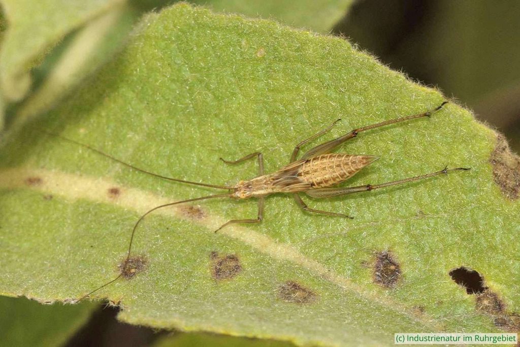Weinhähnchen (Oecanthus pellucens), Nymphe, Brache Neue Mitte II, 23.07.2017
