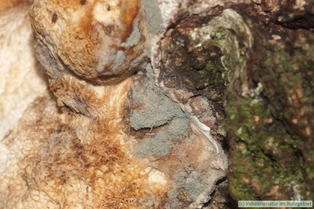 Schimmelpilz auf Birkenporling (Fomitopsis betulina), Brache Vondern, 21.01.2023