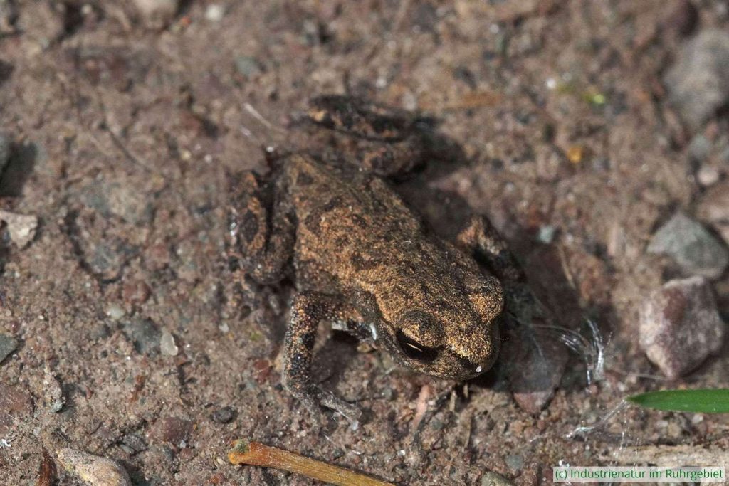 Metamorphling der Erdkröte (Bufo bufo) kurz nach dem Landgang, Emscherbruch in Gelsenkirchen, 17.06.2022