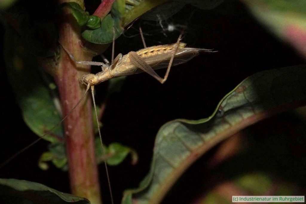 Weinhähnchen (Oecanthus pellucens), Männchen, Gleispark Frintrop, 21.07.2017