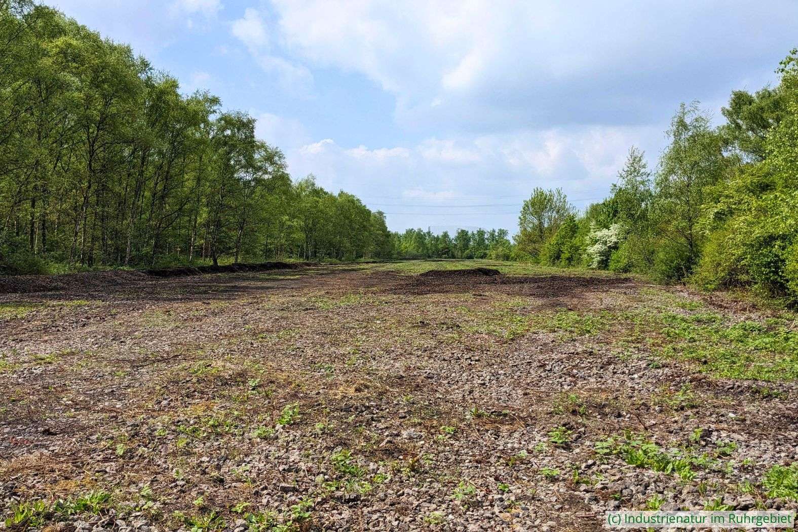 Hier hat sich früher eine weitläufige Gleisharfe befunden, Gleispark Frintrop, 22.04.2025