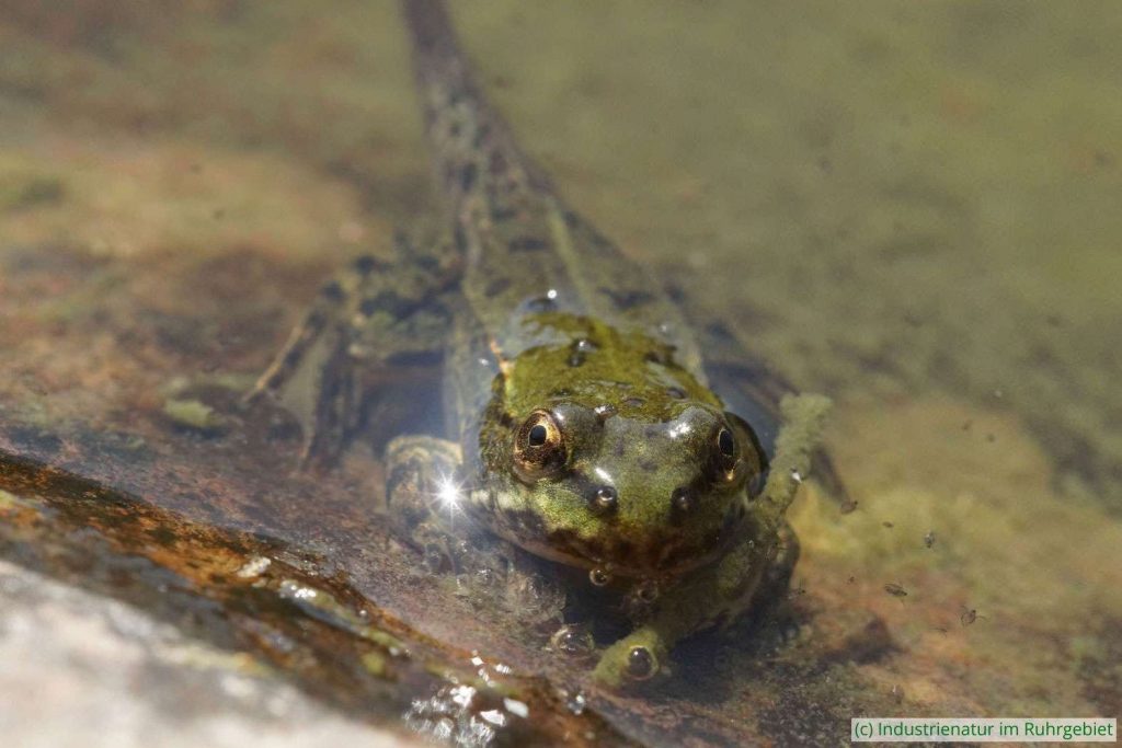 Metamorphling eines Grünfroschs (Pelophylax sp.), Grugapark, Essen, 10.09.2016