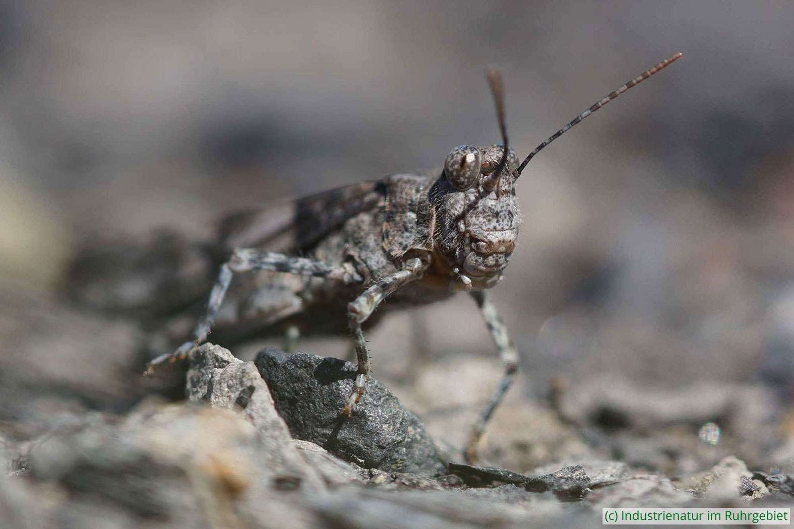Blauflügelige Sandschrecke (Sphingonotus caerulans), Halde Großes Holz, 02.08.2015