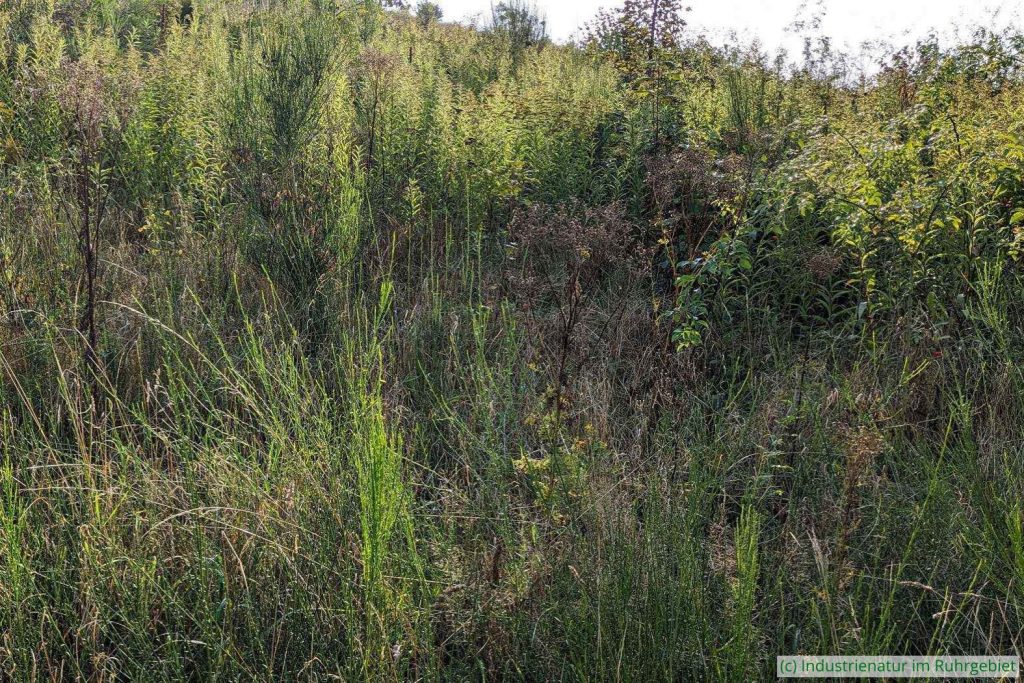 Nach Südwesten ausgerichteter Hang mit Hochstauden und Sträuchern auf der Halde Haniel, 10.09.2024