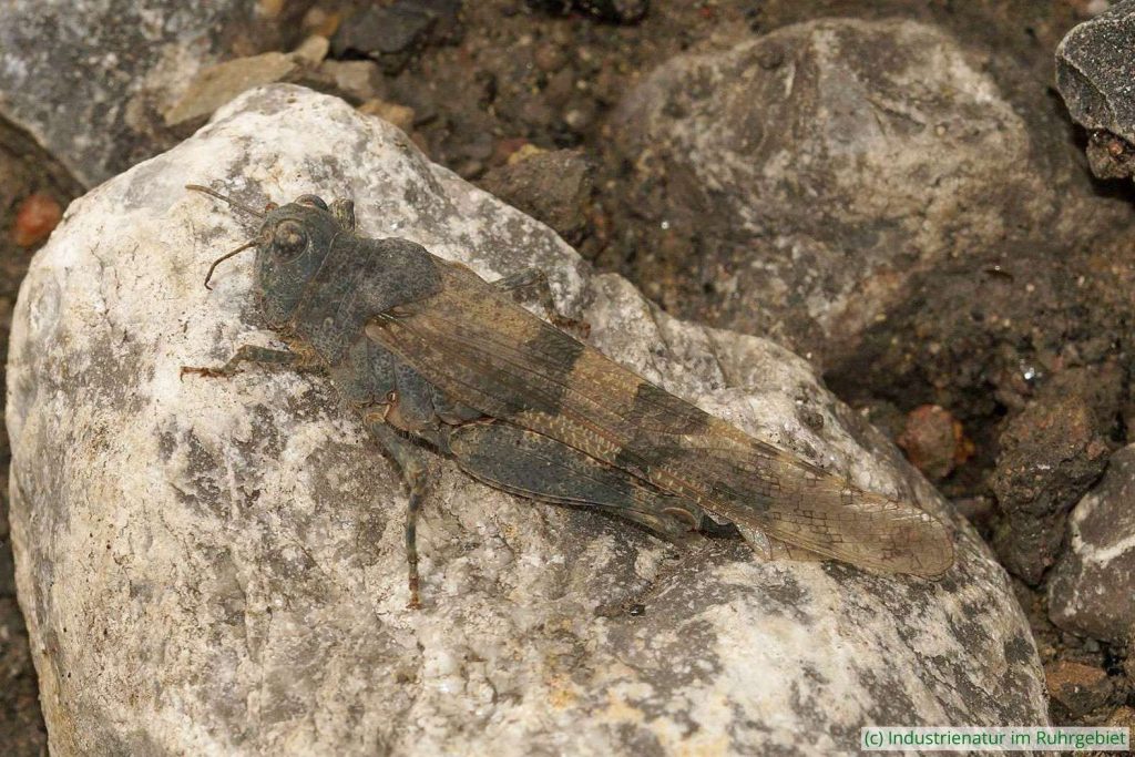 Blauflügelige Sandschrecke (Sphingonotus caerulans), Halde Hoheward, 21.07.2019