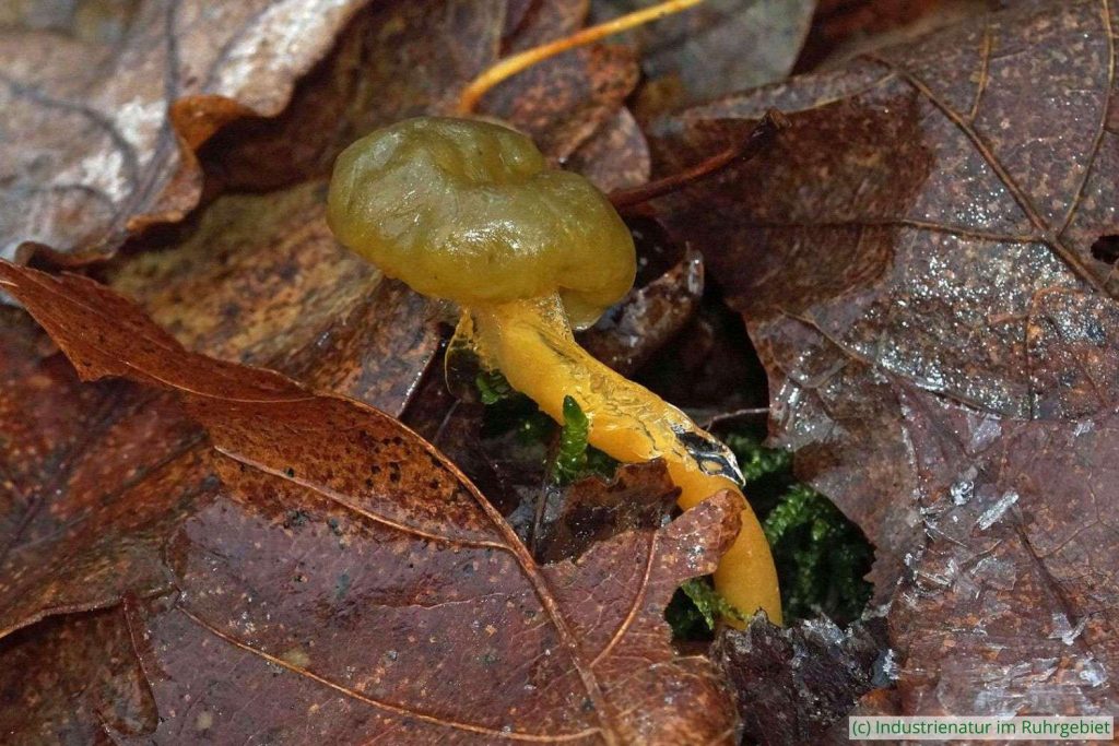 Gallertkäppchen (Leotia lubrica), Halde Hoppenbruch, 22.11.2023