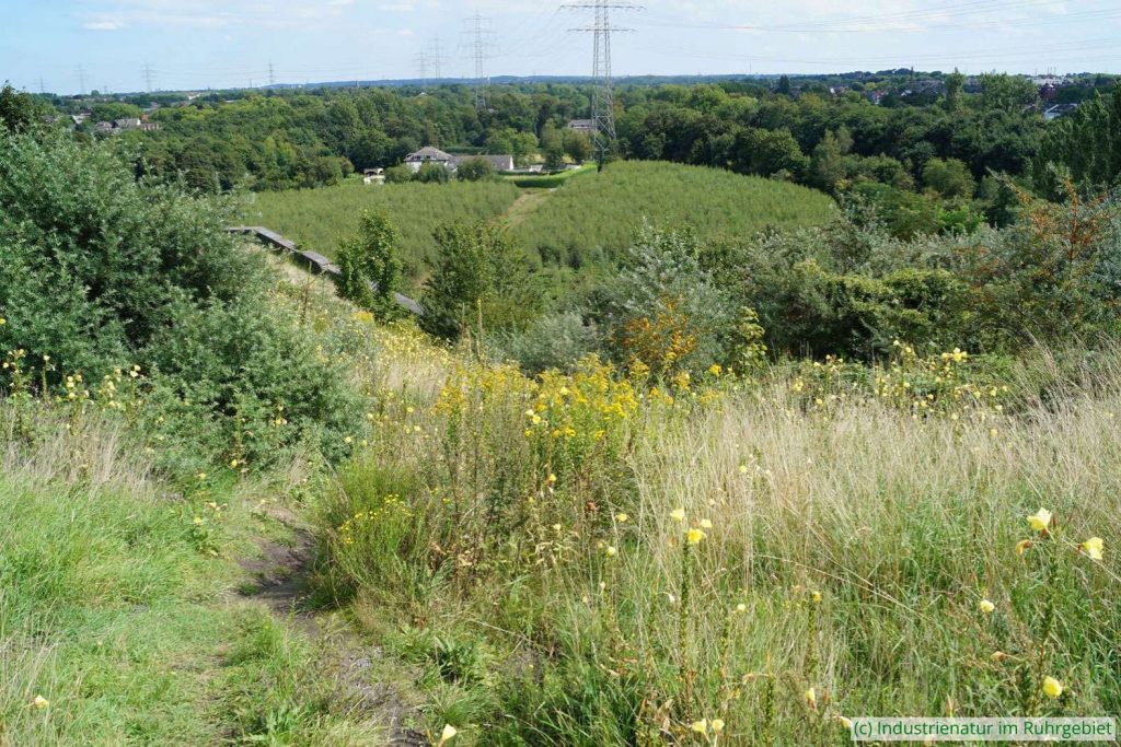 Mit Hochstauden und Gebüschen bewachsener Hang auf der Halde Rheinelbe, 29.08.2015