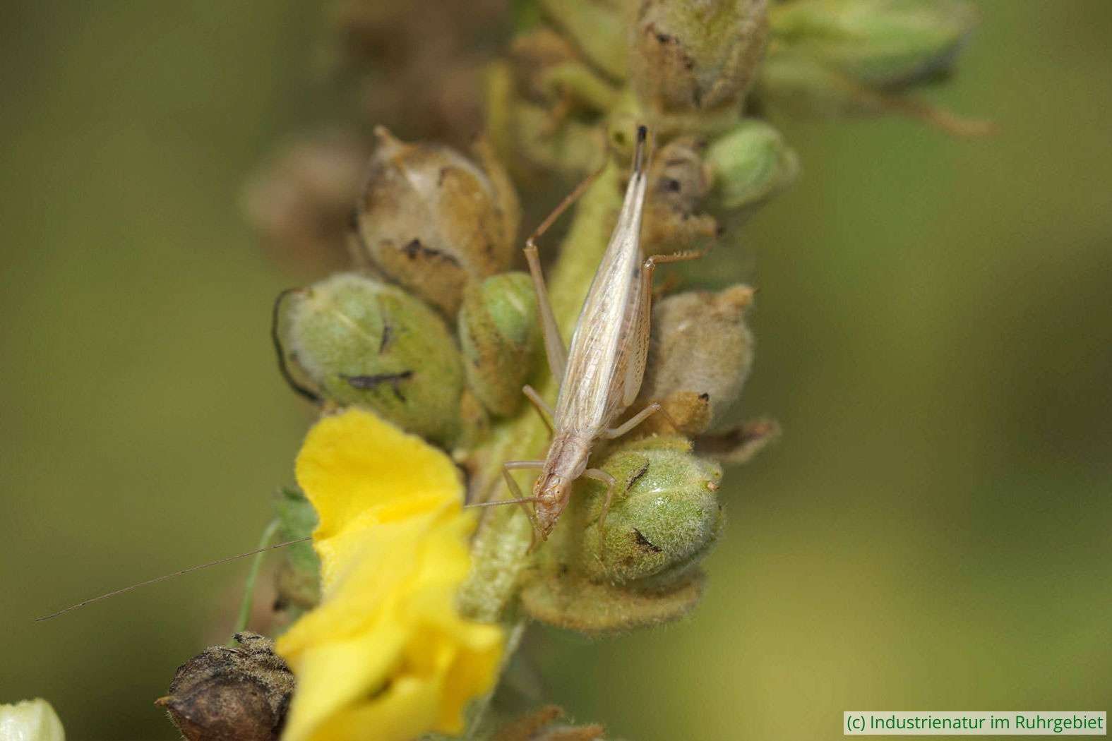 Weinhähnchen (Oecanthus pellucens), Weibchen, Halde Rheinelbe, 29.08.2015