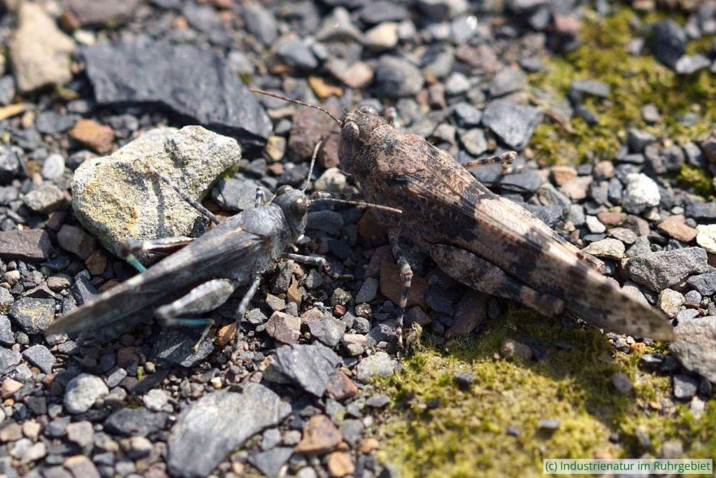 Blauflügelige Sandschrecken (Sphingonotus caerulans), links ein Männchen, rechts ein Weibchen, Halde Rheinelbe, 29.08.2015