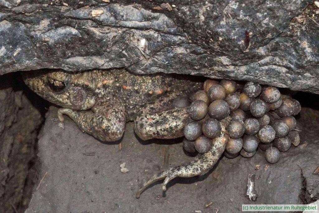 Männliche Nördliche Geburtshelferkröte (Alytes obstetricans) mit Eiern, Halde Rheinelbe, 23.07.2020