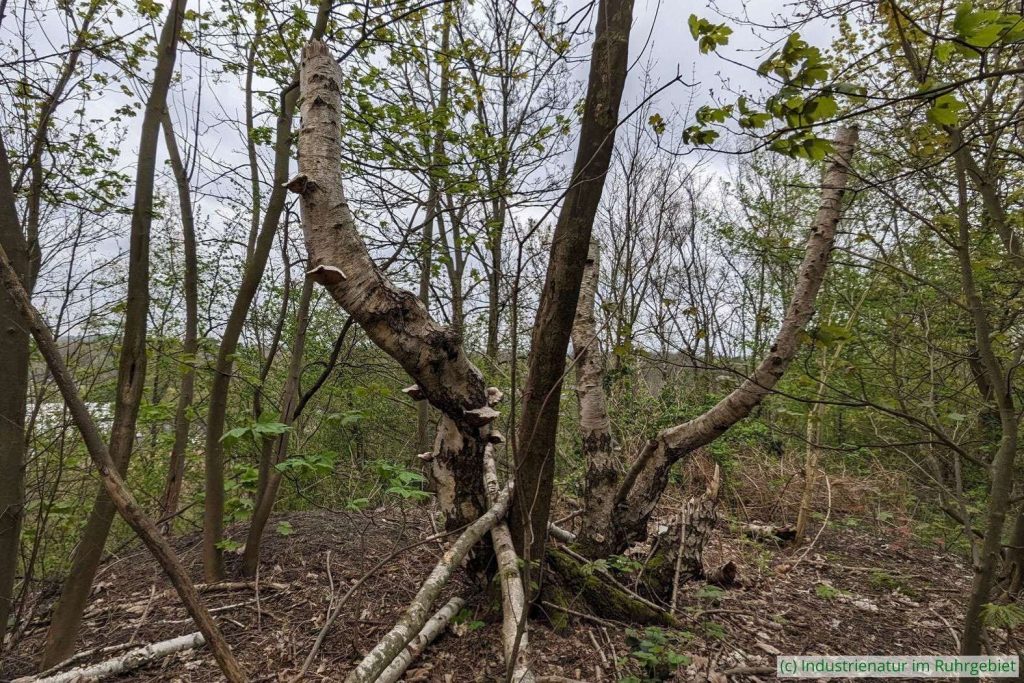 Hänge-Birke (Betula pendula) mit Birkenporling (Fomitopsis betulina), Halde Rheinelbe, 18.04.2023