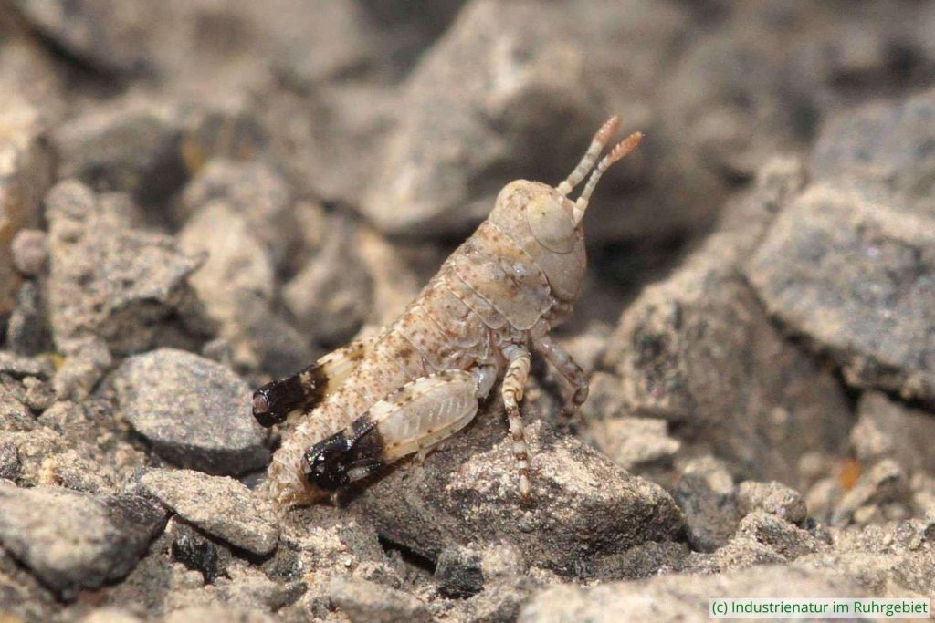 Blauflügelige Sandschrecke (Sphingonotus caerulans), Nymphe, Halde Rheinelbe, 10.06.2023