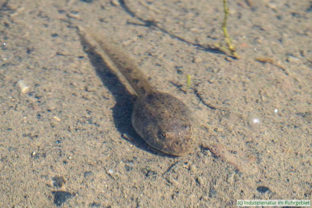 Ältere Kaulquappe der Geburtshelferkröte (Alytes obstetricans), Halde Rheinelbe, 09.09.2023