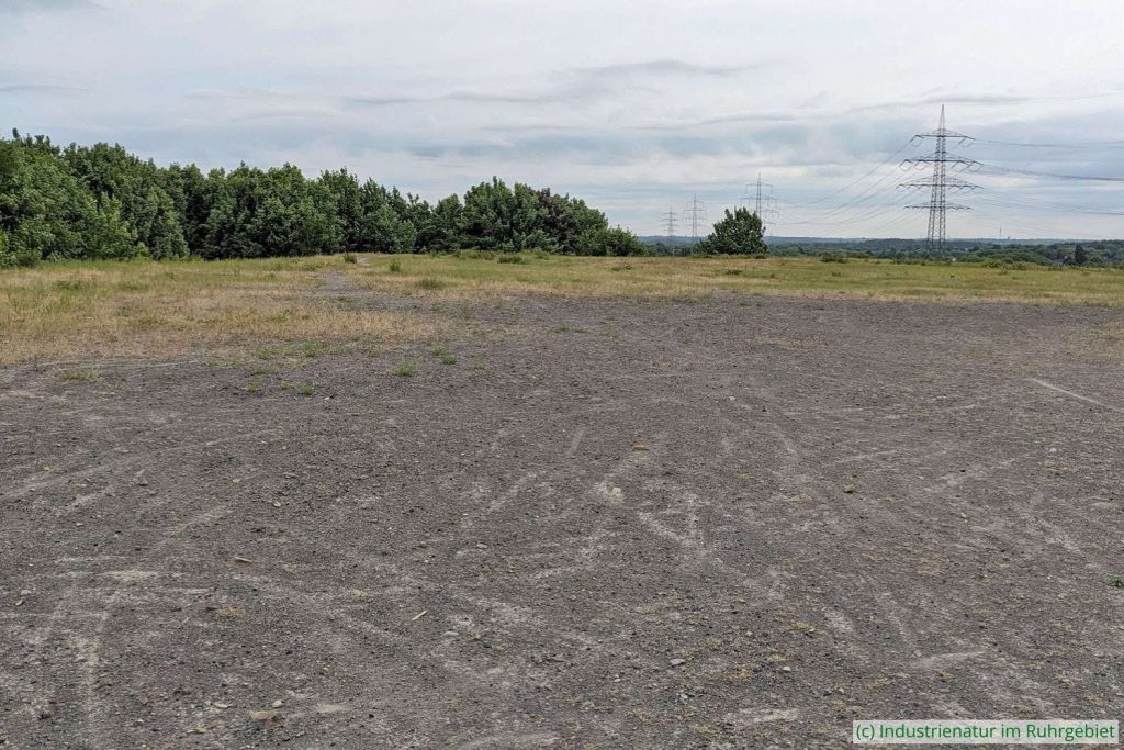 Bereich mit Rohboden auf der Halde Rheinelbe, 24.05.2025