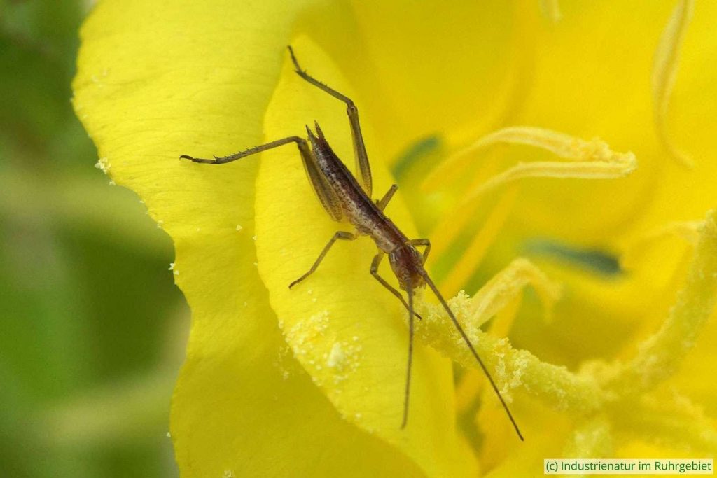 Weinhähnchen (Oecanthus pellucens), Nymphe, Halde Rheinelbe, 28.06.2016