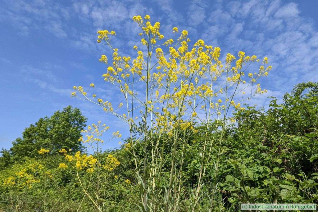 Leuchtend gelb blühender Färber-Waid (Isatis tinctoria), Halde Zollverein 4/11, 08.05.2022
