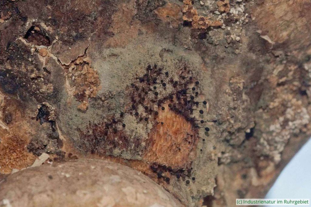 Schimmelpilz (?) auf Birkenporling (Fomitopsis betulina), Halde Zollverein 4/11, 01.03.2023