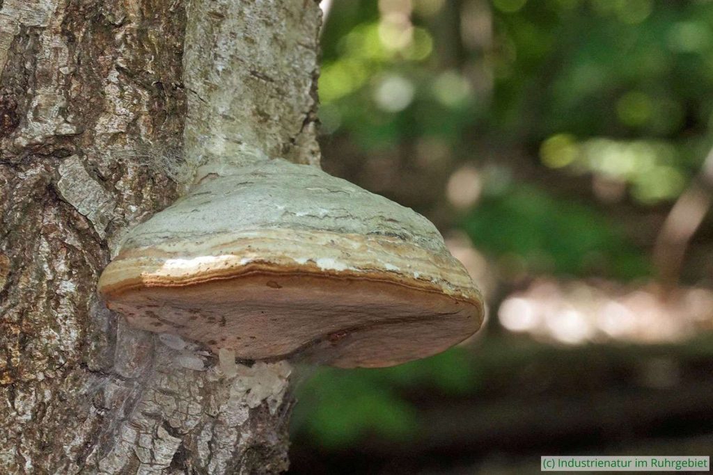 Zunderschwamm (Fomes fomentarius), Halde Zollverein 4/11, 04.06.2023