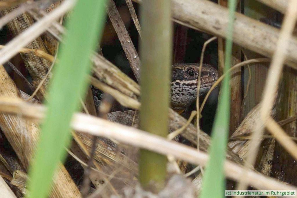 Gut versteckte Waldeidechse (Zootoca vivipara), Hervester Bruch, 29.04.2023