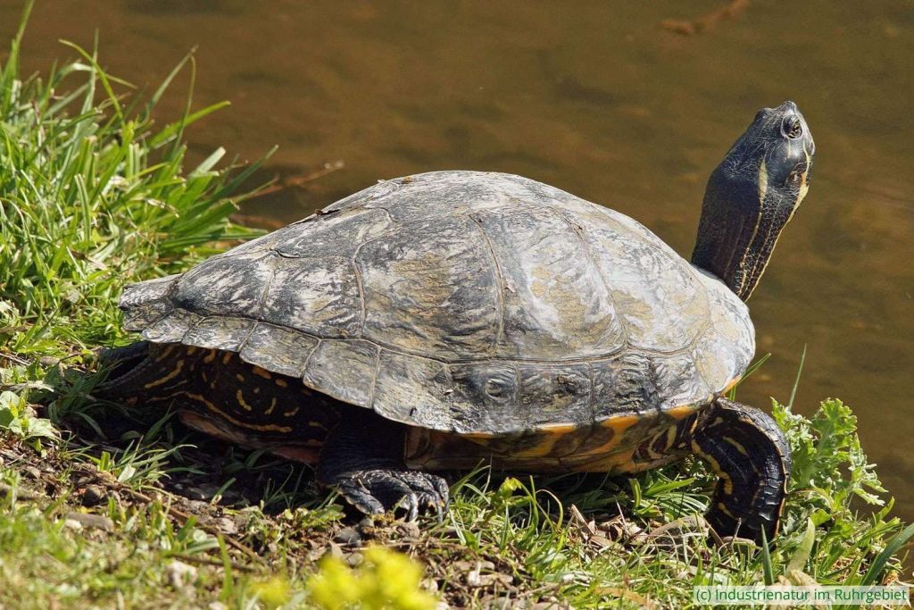 Gelbbauch-Schmuckschildkröte (Trachemys scripta scripta), Landschaftspark Duisburg-Nord, 22.04.2019