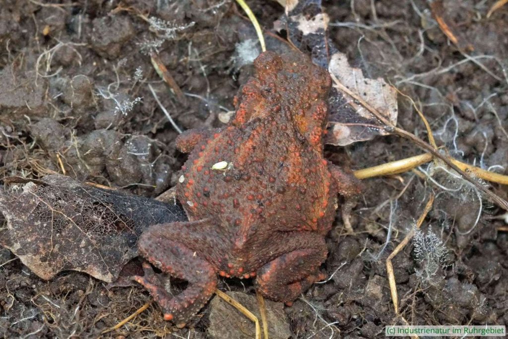 Jugendliche bzw. subadulte Erdkröte (Bufo bufo), Landschaftspark Duisburg-Nord, 13.05.2023