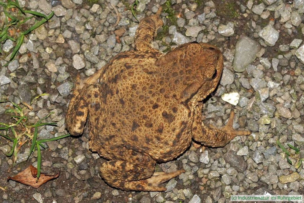 Erwachsene Erdkröte (Bufo bufo), Landschaftspark Duisburg-Nord, 20.09.2024