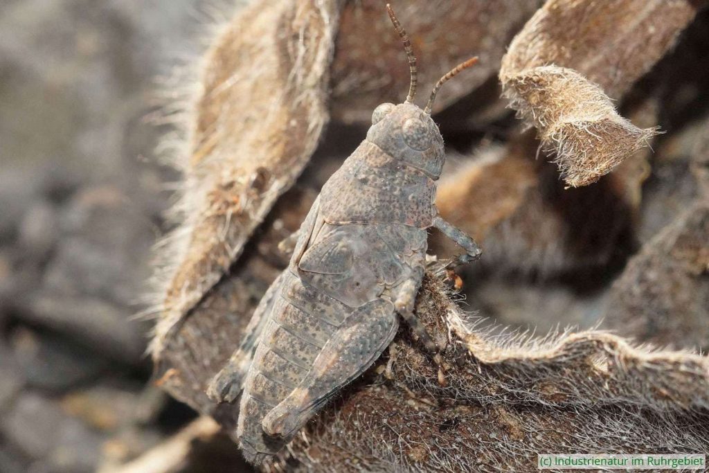 Blauflügelige Sandschrecke (Sphingonotus caerulans), Nymphe, Mottbruchhalde, 25.06.2025