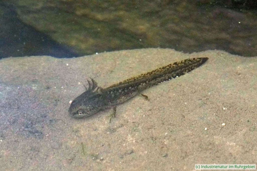 Larve des Bergmolchs (Ichthyosaura alpestris) in flachem Wasser, Schurenbachhalde, 02.07.2021
