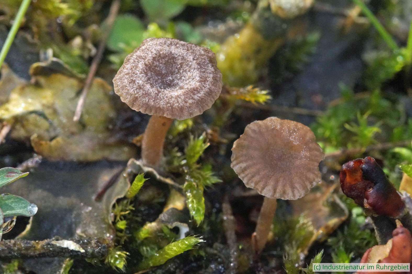 Hundsflechten-Adermoosling (Arrhenia peltigerina), Schurenbachhalde, 01.11.2023