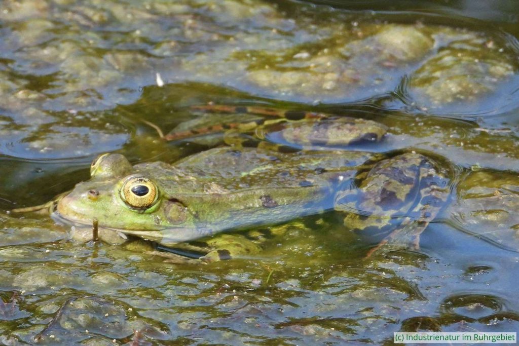 Grünfrosch (Pelophylax sp.), Westpark Bochum, 27.05.2022