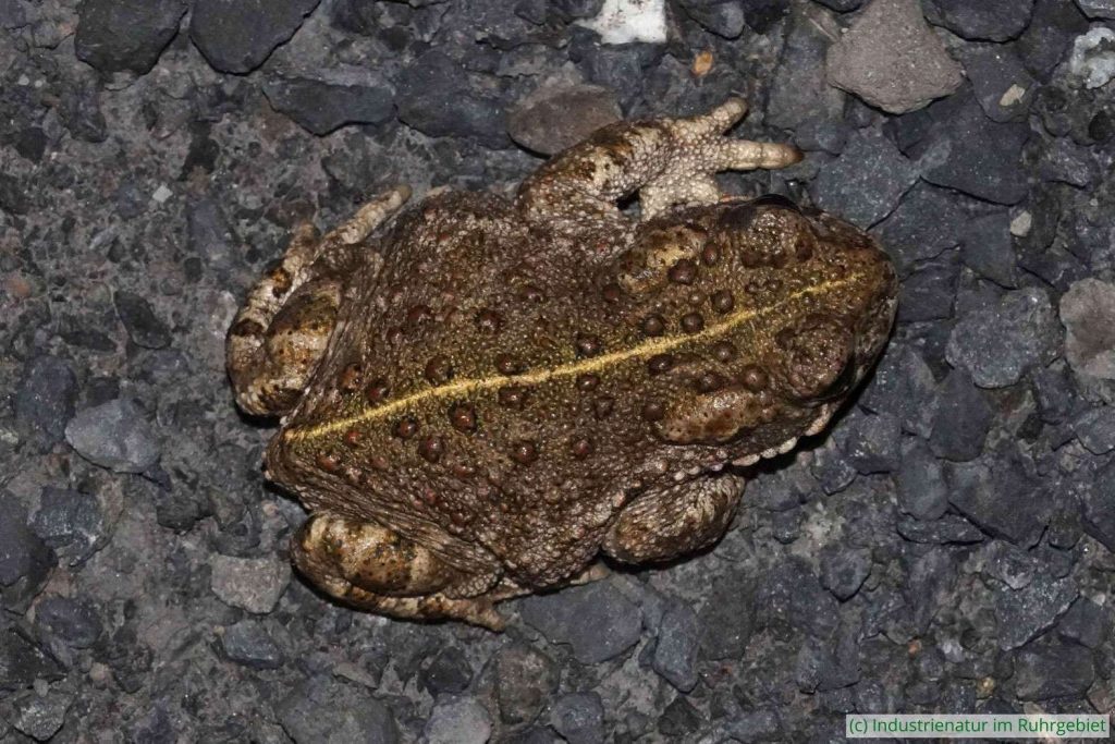 Erwachsene Kreuzkröte (Epidalea calamita), UNESCO-Welterbe Zollverein, 17.06.2017
