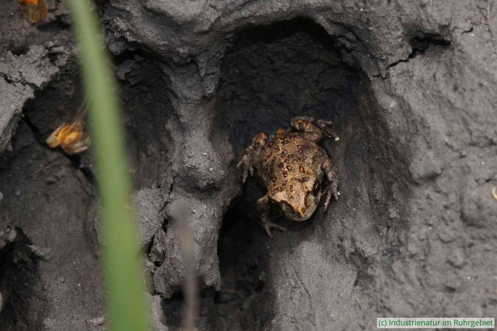Junge Kreuzkröte (Epidalea calamita) in der Trittspur eines Hundes am Gewässerrand, UNESCO-Welterbe Zollverein, 24.07.2021