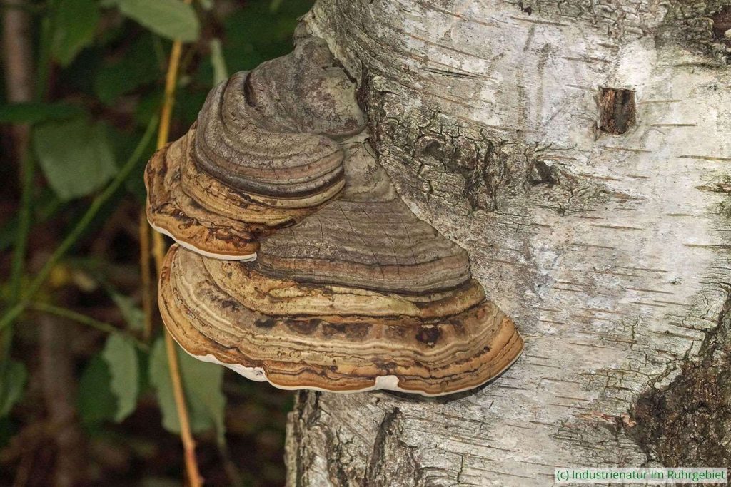 Zunderschwamm (Fomes fomentarius), UNESCO-Welterbe Zollverein, 07.11.2023