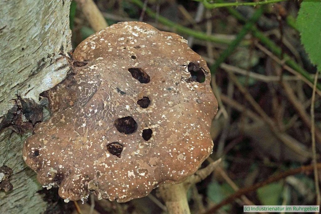 Birkenporling (Fomitopsis betulina), alter Fruchtkörper, UNESCO-Welterbe Zollverein, 07.11.2023