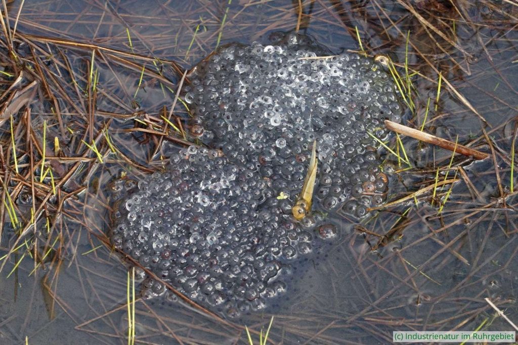 Laichballen des Grasfroschs (Rana temporaria), UNESCO-Welterbe Zollverein, 15.03.2025